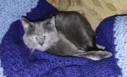 Reunited Male Cat last seen Wellingly, Overlook Rd, Nook Rd, JB corner, Plymouth, MA 02360