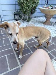 Found/Stray Male Dog last seen Saint Moritz dr and bellis, Santa Clarita, CA 91355