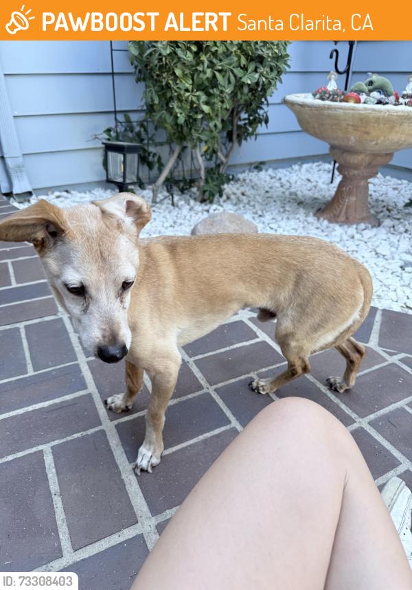 Found/Stray Male Dog last seen Saint Moritz dr and bellis, Santa Clarita, CA 91355