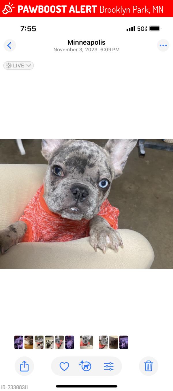Lost Female Dog last seen 81st Brooklyn park, Brooklyn Park, MN 55444