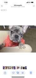Lost Female Dog last seen 81st Brooklyn park, Brooklyn Park, MN 55444