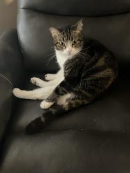 Lost Female Cat last seen 77th Ave and Peoria, Peoria, AZ 85345