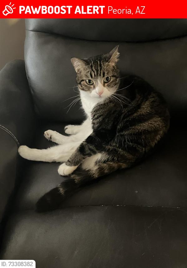 Lost Female Cat last seen 77th Ave and Peoria, Peoria, AZ 85345