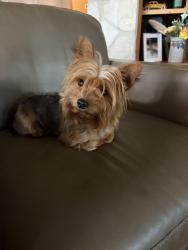 Lost Female Dog last seen Near apex ave, Comal County, TX 78132