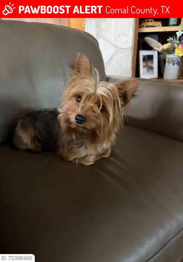Lost Female Dog last seen Near apex ave, Comal County, TX 78132