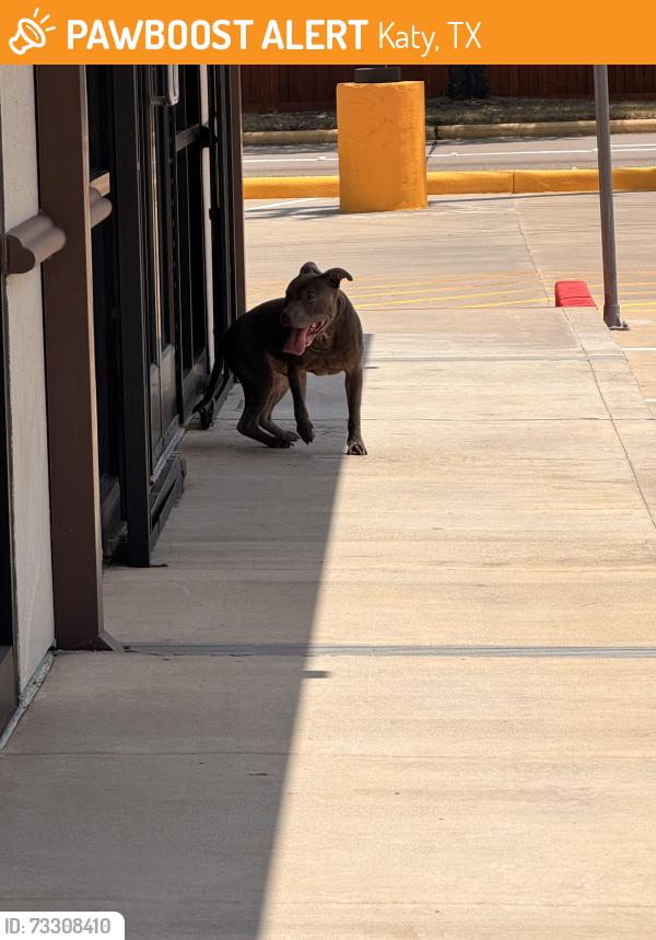 Found/Stray Male Dog last seen Okie dokie greenhouse and morton, Katy, TX 77449