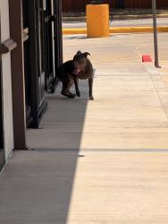 Found/Stray Male Dog last seen Okie dokie greenhouse and morton, Katy, TX 77449