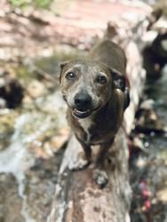Reunited Male Dog last seen Robertson & Tapia, Albuquerque, NM 87105