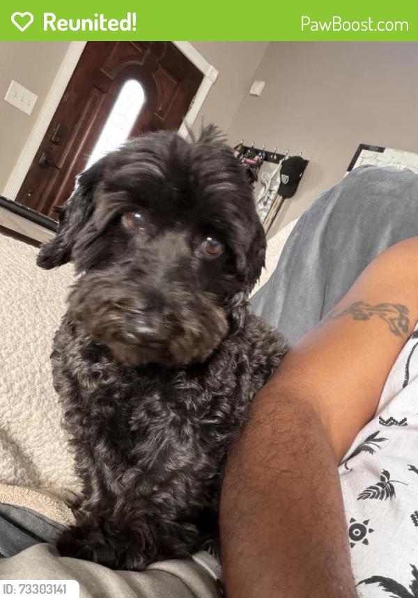 Reunited Female Dog last seen Hollywood and charleston, Las Vegas, NV 89142