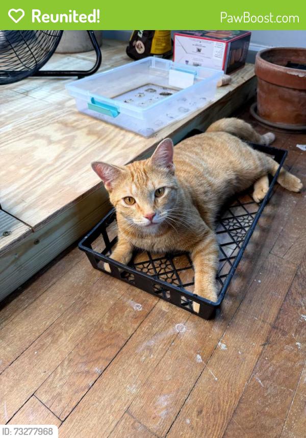 Reunited Male Cat last seen Clifton, Lakewood, OH 44107