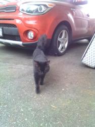 Found/Stray Male Cat last seen Near king George Blvd, Surrey, BC V3W 5C2