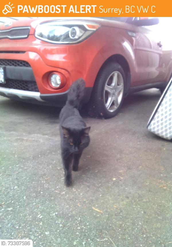 Found/Stray Male Cat last seen Near king George Blvd, Surrey, BC V3W 5C2