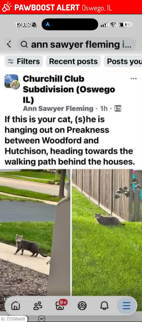 Lost Female Cat last seen Woodford & Hutchinson, Oswego, IL 60543