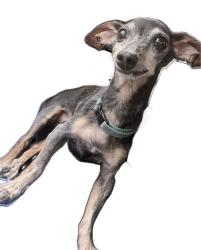 Reunited Female Dog last seen Near Fursman Avenue and Burton Hill, Fort Worth, TX 76114