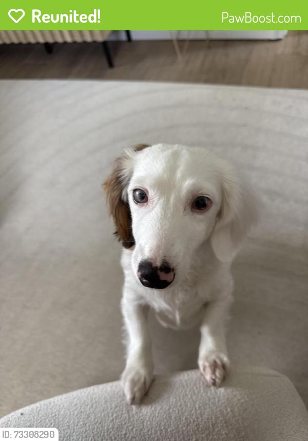 Reunited Female Dog last seen White Lake Township, MI, USA, White Lake Township, MI 48386