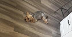 Reunited Female Dog last seen Desert inn and eastern, Las Vegas, NV 89160