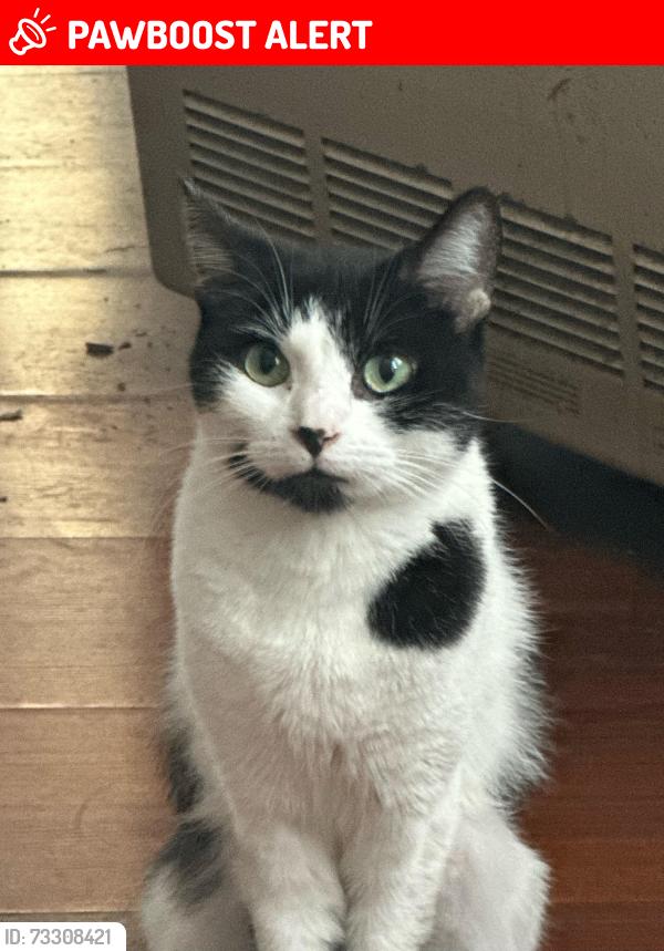 Lost Female Cat last seen Meinzer Street and Commercial Ave, Woodbridge Township, NJ 07001