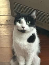 Lost Female Cat last seen Meinzer Street and Commercial Ave, Woodbridge Township, NJ 07001