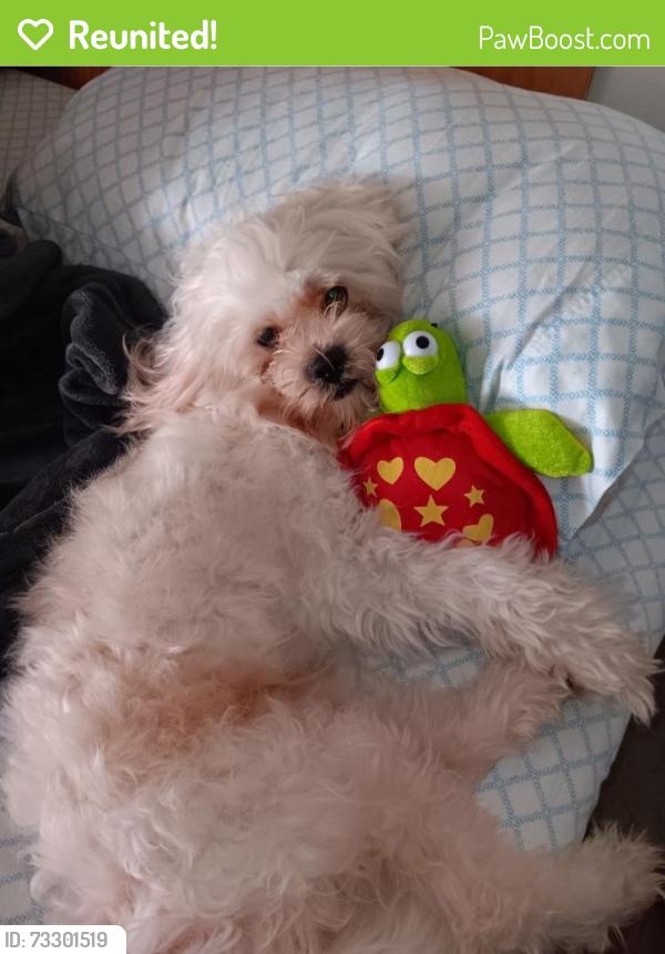 Reunited Male Dog last seen Floresta dr, San Jose, CA 95148