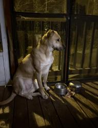 Reunited Male Dog last seen Oak grove road, Bell Rd and oak grove volunteer fire department, Kings Mountain, NC 28086