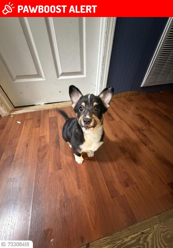 Lost Male Dog last seen Arrowhead, Whitfield County, GA 30721