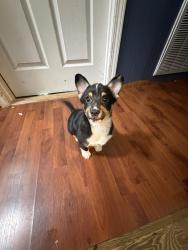 Lost Male Dog last seen Arrowhead, Whitfield County, GA 30721