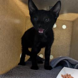 Shelter Stray Male Cat last seen , 361 S Raymond Ave, Pasadena, CA 91105, USA