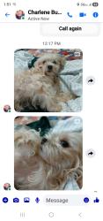 Lost Female Dog last seen Garden street, spring street, Fraser pl., Hartford, CT 06105