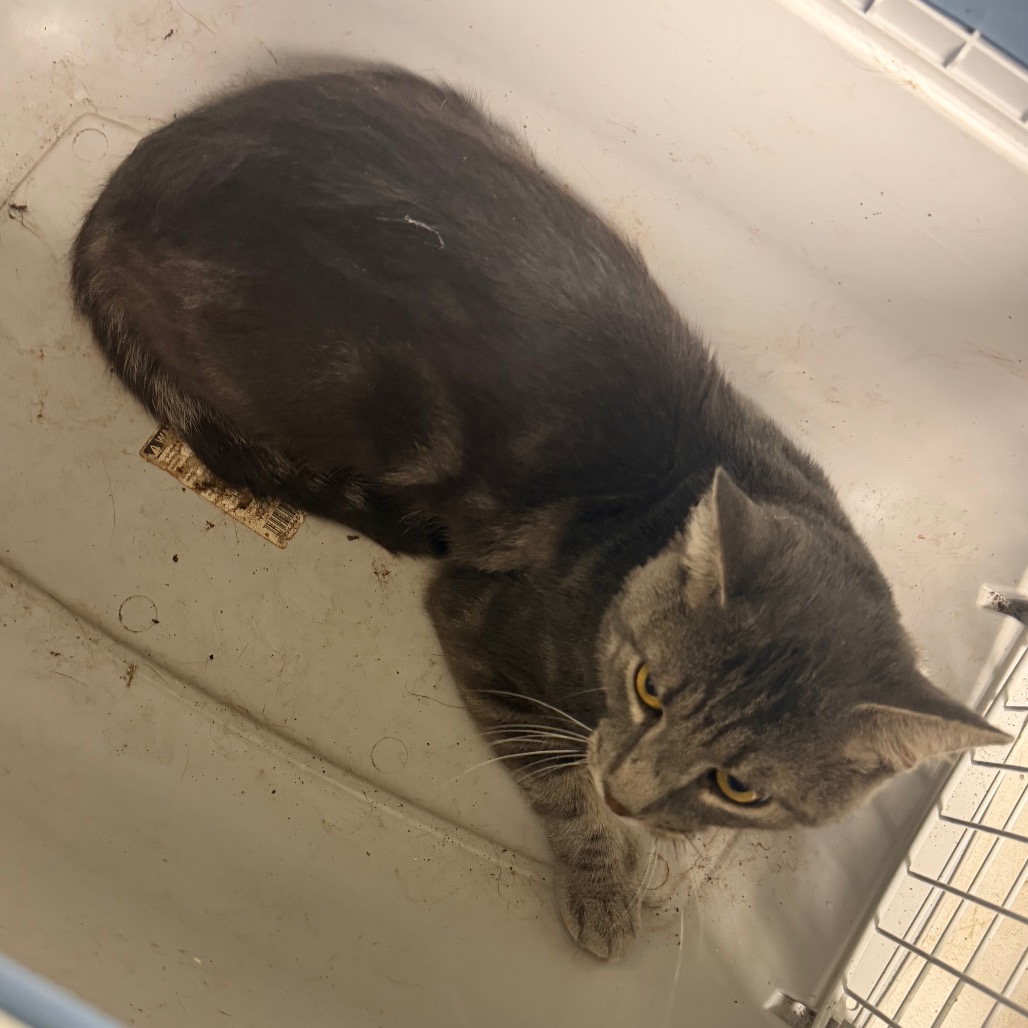 Shelter Stray Male Cat last seen , Animal Care & Control Team of Philly, 111 W Hunting Park Ave, Philadelphia, PA 19140, USA