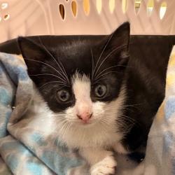 Shelter Stray Male Cat last seen , 5570 Sturmer Park Cir, Winston-Salem, NC 27105, USA