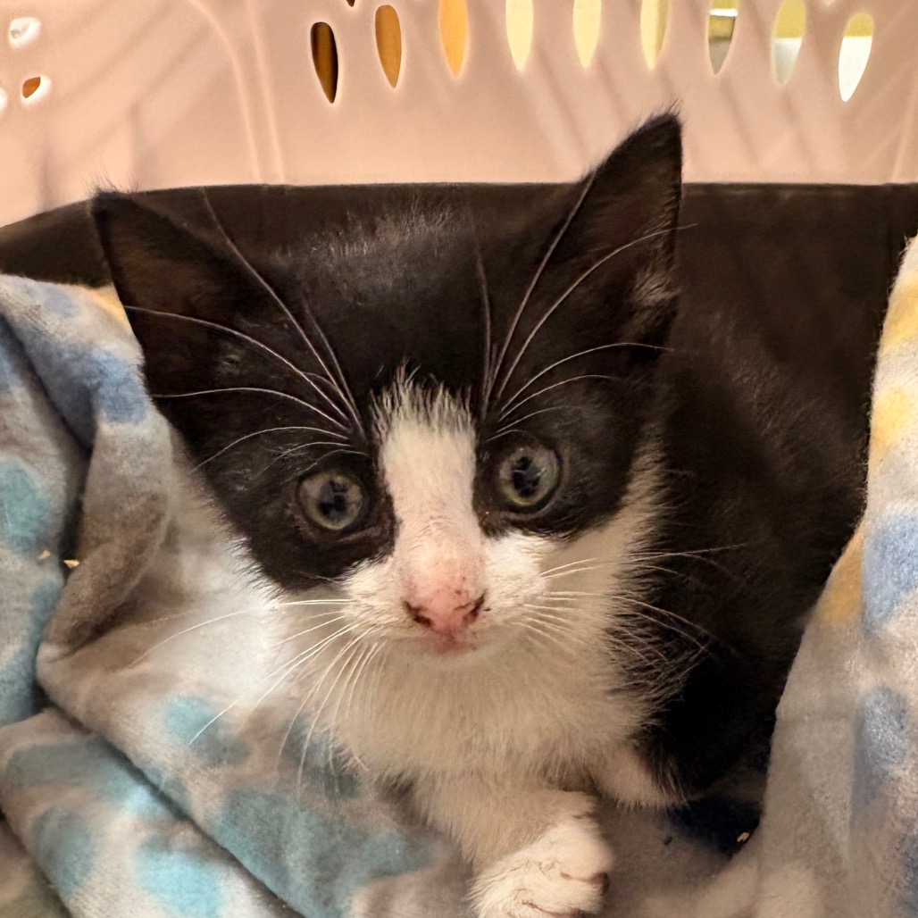 Shelter Stray Male Cat last seen , 5570 Sturmer Park Cir, Winston-Salem, NC 27105, USA