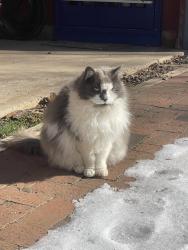 Reunited Female Cat last seen Coble Farms, Greensboro, NC 27410