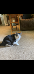 Lost Female Cat last seen Diane, Chamberlayne, VA 23227