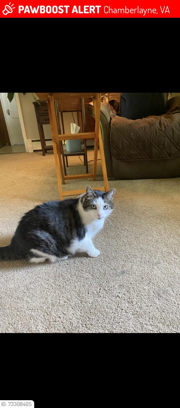 Lost Female Cat last seen Diane, Chamberlayne, VA 23227