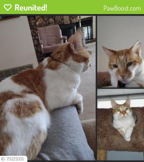 Reunited Male Cat last seen Kaelin rd and route 59, West Chicago, IL 60185
