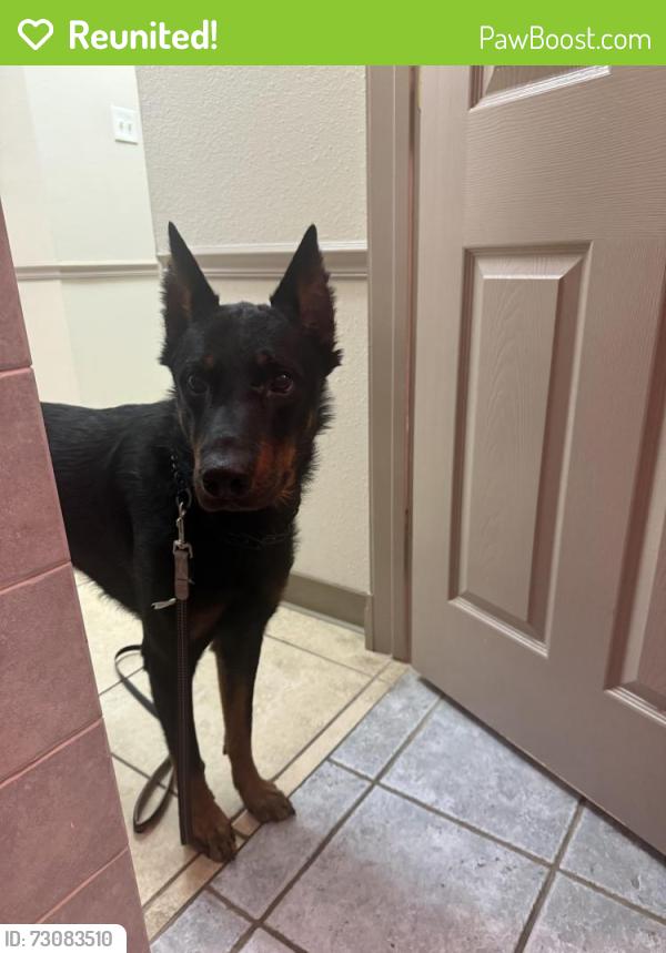 Reunited Male Dog last seen Dorado pass and pecan, San Antonio, TX 78247