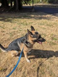 Found/Stray Male Dog last seen 65th and powell, Portland, OR 97206