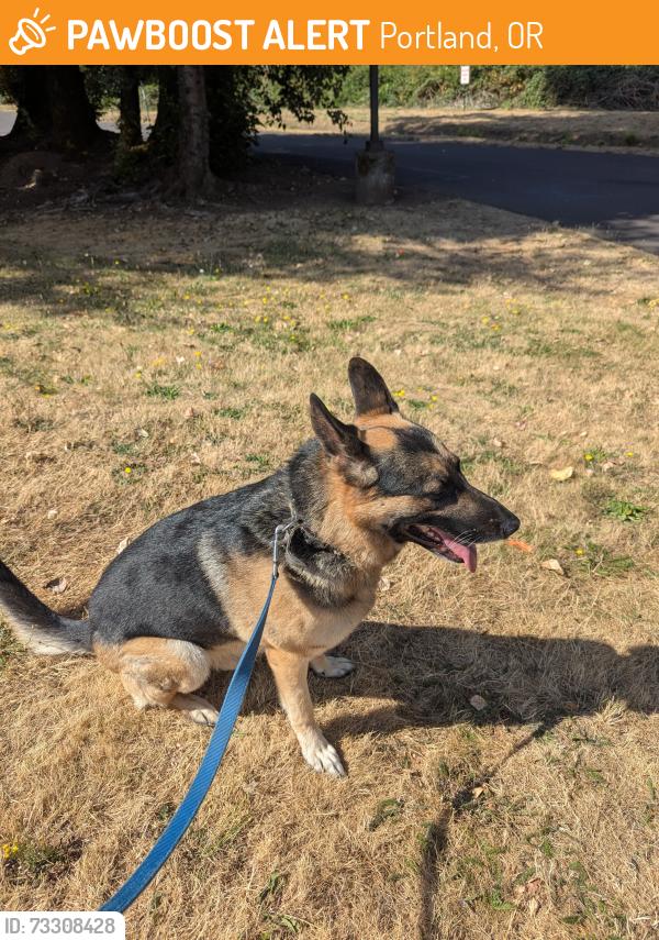 Found/Stray Male Dog last seen 65th and powell, Portland, OR 97206