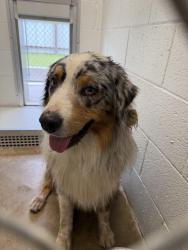 Reunited Male Dog last seen Near NW 39th Expressway, Oklahoma City, OK 73122