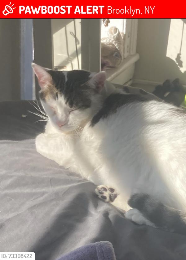Lost Female Cat last seen Newkirk Avenue and E 17 or Ditmas Avenue and E 17, Brooklyn, NY 11226