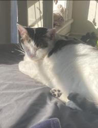 Lost Female Cat last seen Newkirk Avenue and E 17 or Ditmas Avenue and E 17, Brooklyn, NY 11226
