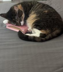Lost Female Cat last seen Lindberg Ave and Kennedy Ave by Dave nd Busters, McAllen, TX 78501