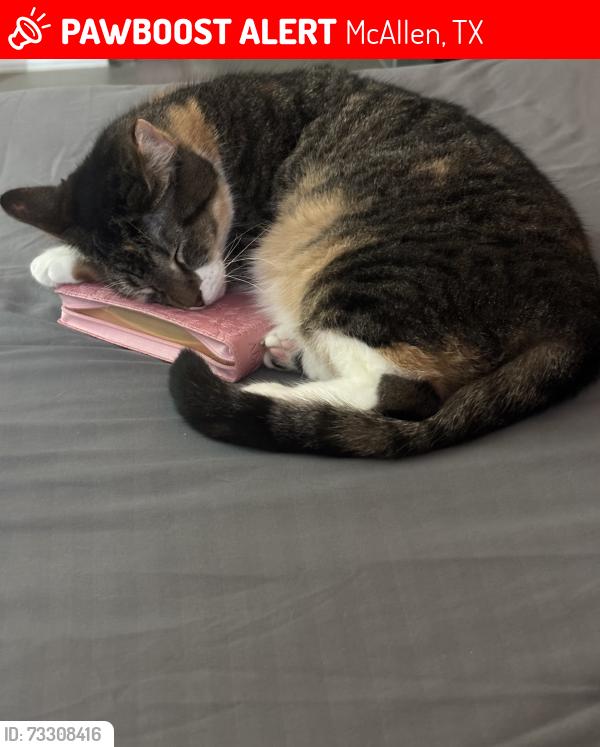 Lost Female Cat last seen Lindberg Ave and Kennedy Ave by Dave nd Busters, McAllen, TX 78501