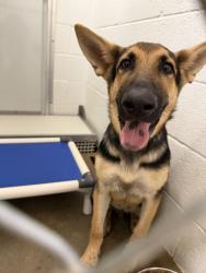 Reunited Male Dog last seen Near NW 39th Expressway, Oklahoma City, OK 73122