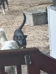 Found/Stray Female Dog last seen Hall murph ct, Gaston, SC 29053