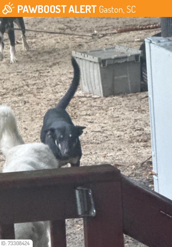 Found/Stray Female Dog last seen Hall murph ct, Gaston, SC 29053