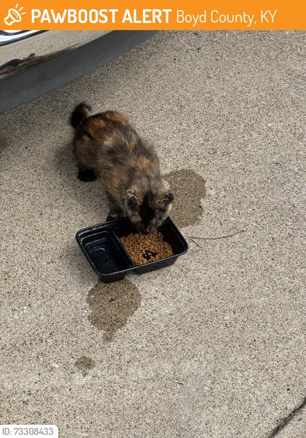 Found/Stray Female Cat last seen Todd Ct, Boyd County, KY 41129