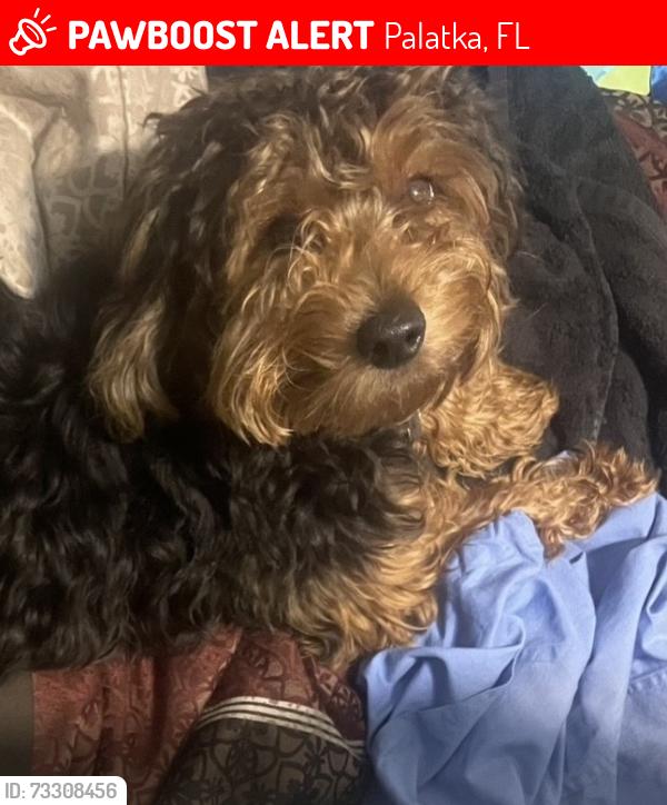 Lost Male Dog last seen Palm and St John’s Avenue Palatka Florida, Palatka, FL 32177