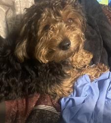 Lost Male Dog last seen Palm and St John’s Avenue Palatka Florida, Palatka, FL 32177