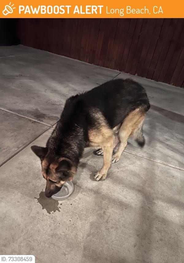 Found/Stray Male Dog last seen Near Cherry Park, Long Beach, CA 90807